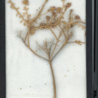 Plant Specimen, Mounted