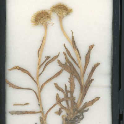 Plant Specimen, Mounted