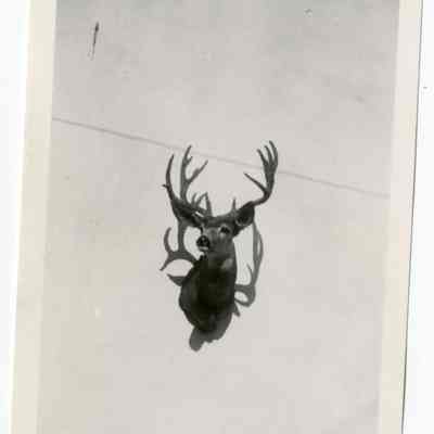 Print, Photographic