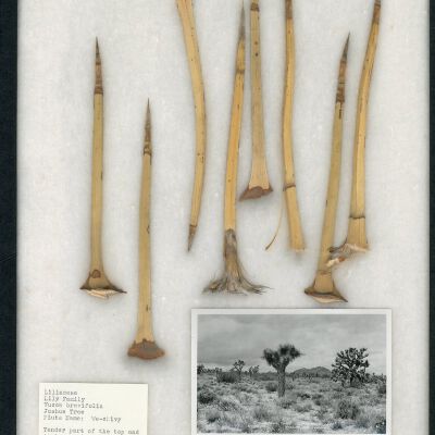 Plant Specimen, Mounted