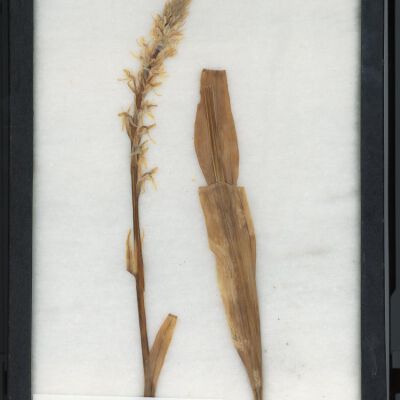 Plant Specimen, Mounted
