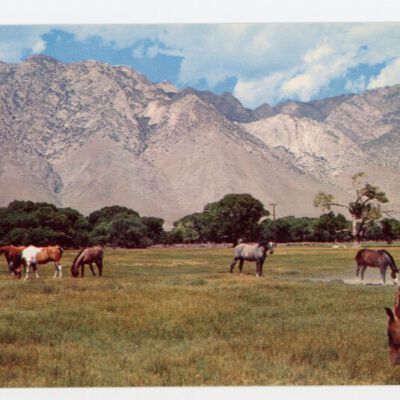 Postcard