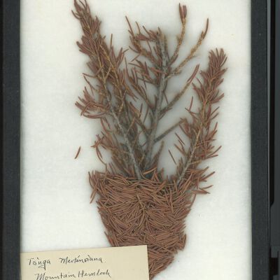 Plant Specimen, Mounted