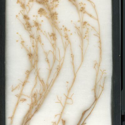 Plant Specimen, Mounted