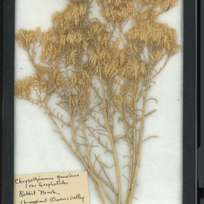 Plant Specimen, Mounted