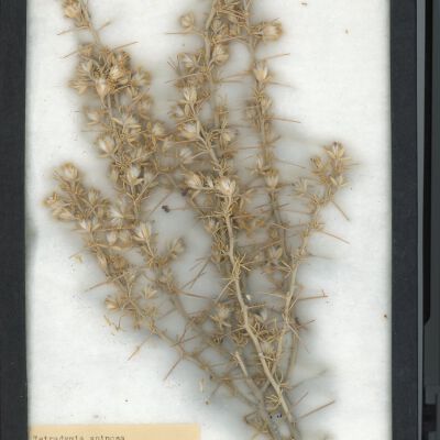 Plant Specimen, Mounted