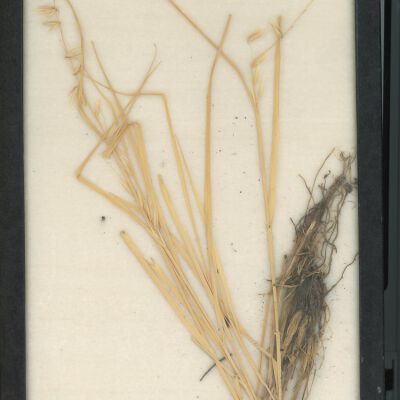 Plant Specimen, Mounted
