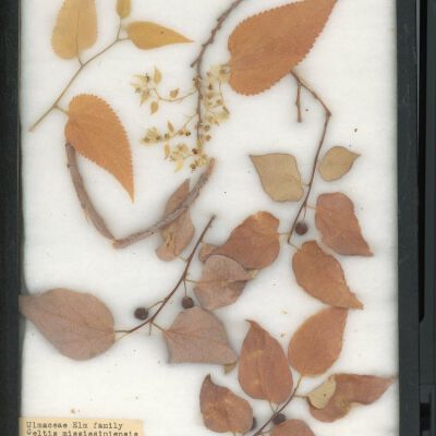 Plant Specimen, Mounted