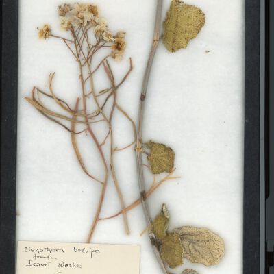 Plant Specimen, Mounted