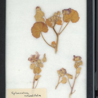 Plant Specimen, Mounted