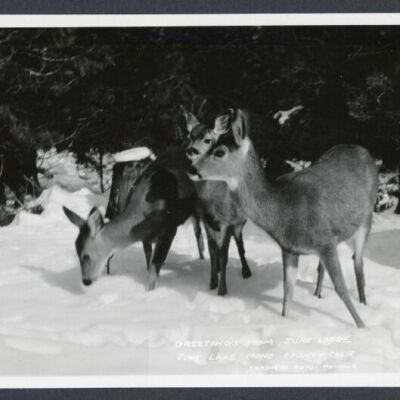 Print, Photographic