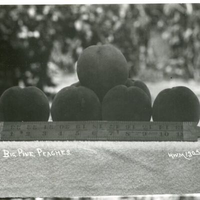 Big Pine Peaches