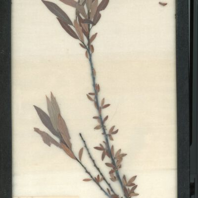 Plant Specimen, Mounted