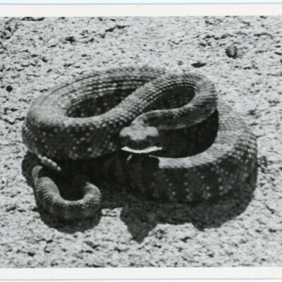 Print, Photographic
