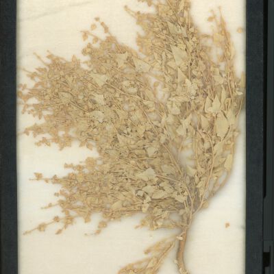 Plant Specimen, Mounted