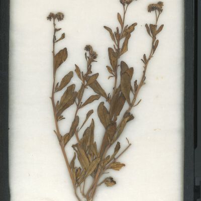 Plant Specimen, Mounted