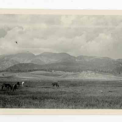 Print, Photographic