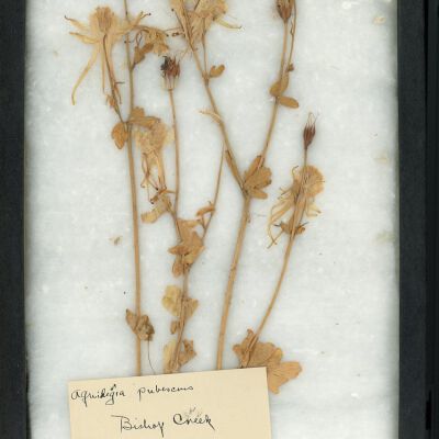 Plant Specimen, Mounted