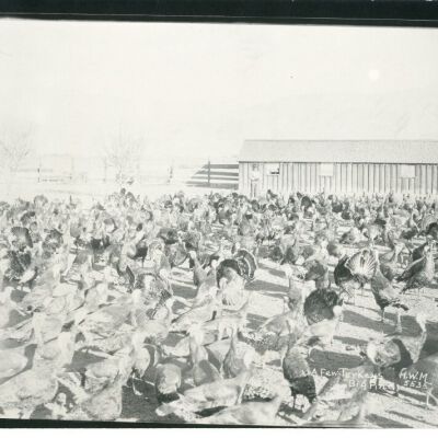 A Few Turkeys, Big Pine