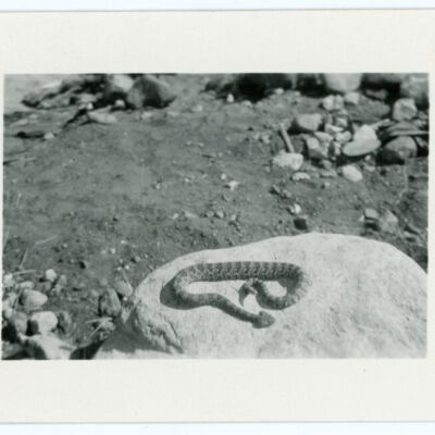 Print, Photographic