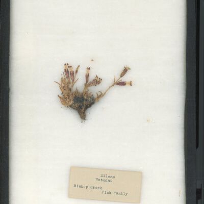 Plant Specimen, Mounted