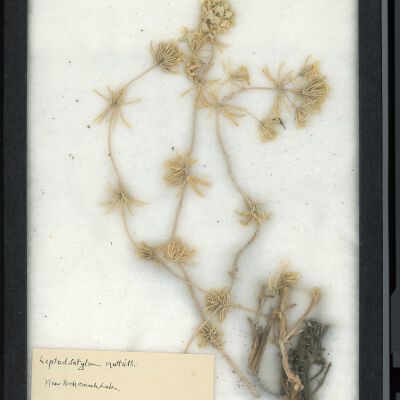 Plant Specimen, Mounted