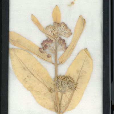 Plant Specimen, Mounted