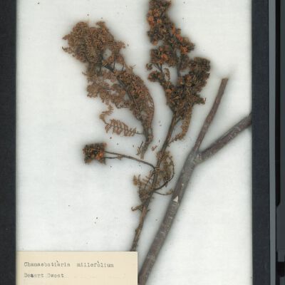 Plant Specimen, Mounted