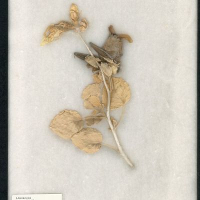 Plant Specimen, Mounted