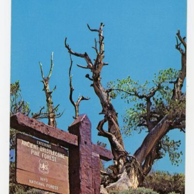 Print, Postcard