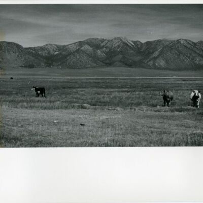 Print, Photographic