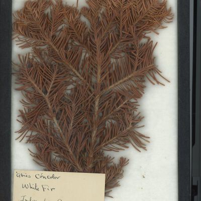 Plant Specimen, Mounted