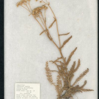 Plant Specimen, Mounted