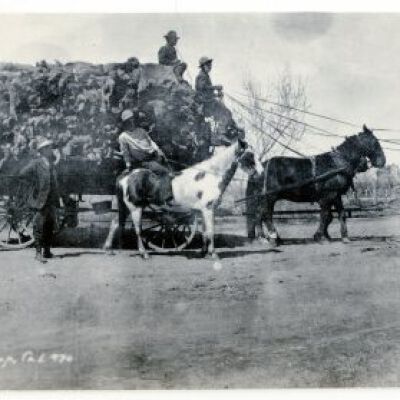 Hauling Hides