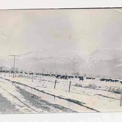 Print, Photographic