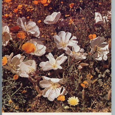 Death Valley Wildflowers