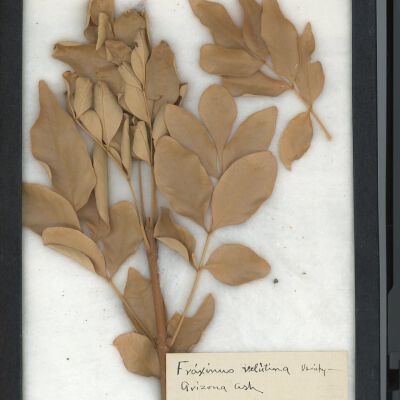 Plant Specimen, Mounted