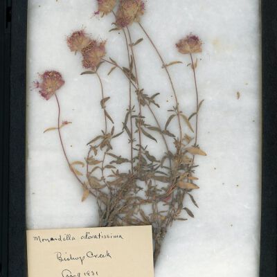 Plant Specimen, Mounted