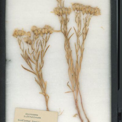Plant Specimen, Mounted
