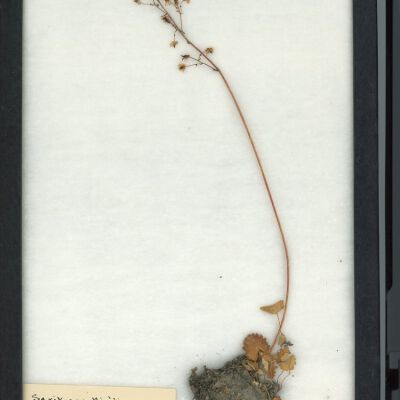 Plant Specimen, Mounted