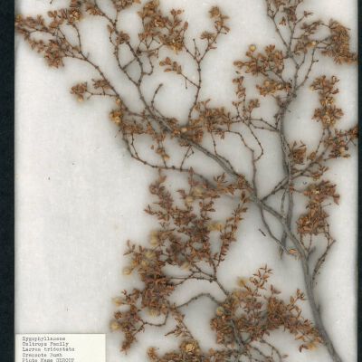 Plant Specimen, Mounted