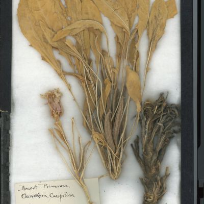 Plant Specimen, Mounted