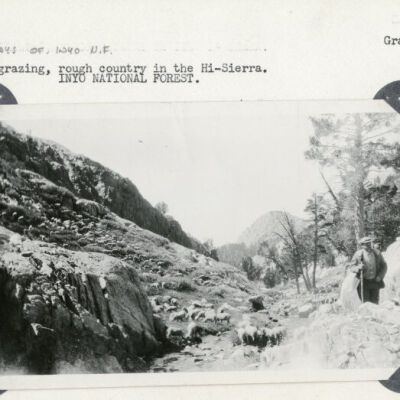 Early Days of Inyo N.F. Sheep grazing, rough country in the Hi-Sierra. INYO NATIONAL FOREST. Grazing.