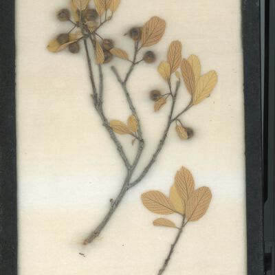 Plant Specimen, Mounted