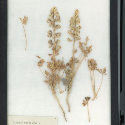 Plant Specimen, Mounted