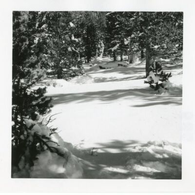 Print, Photographic