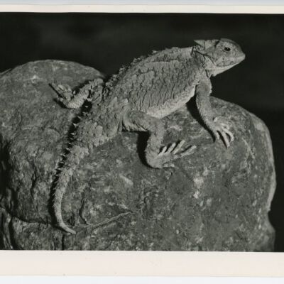 Print, Photographic