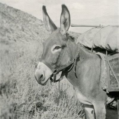 Print, Photographic