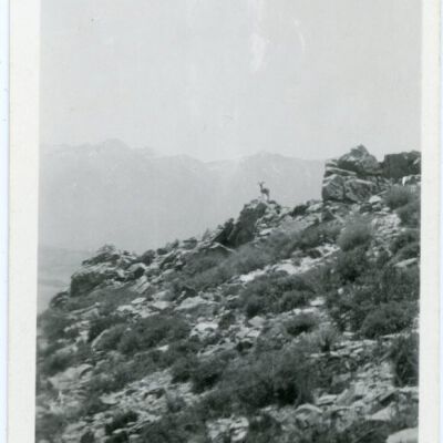 Print, Photographic