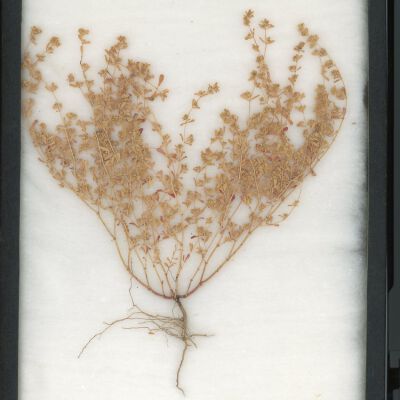 Plant Specimen, Mounted